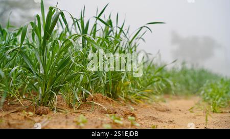 Makronaht von Wassertröpfchen an jungen Weizentrieben. Tautropfen von Klingen von Reisblättern Stockfoto