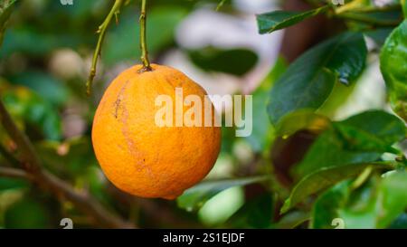 Frische gelbe reife Zitronen, grüne Blätter. Große Zitronen hängen an Bäumen. Wunderschöner Obstgarten. Zitronen auf Zweigen im Garten. Stockfoto