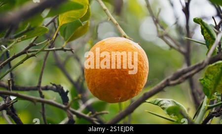 Frische gelbe reife Zitronen, grüne Blätter. Große Zitronen hängen an Bäumen. Wunderschöner Obstgarten. Zitronen auf Zweigen im Garten. Stockfoto