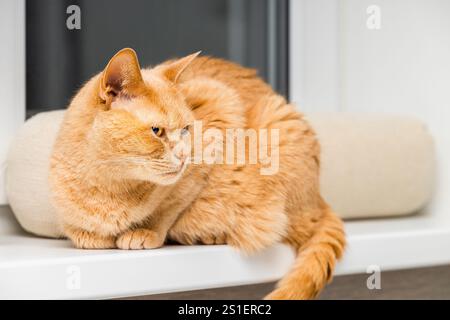 ingwerkatze sitzt auf der Fensterbank mit einem wütenden Blick. Die Katze hat einen bösen Ausdruck im Gesicht. Emotionen bei einer Katze Stockfoto