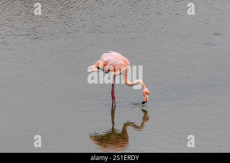 Amerikanischer Flamingo (Phoenicopterus ruber) - rosafarbener Erwachsener in einer flachen Lagune auf den Galapagos-Inseln Stockfoto