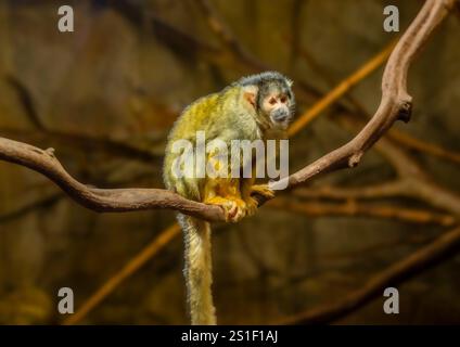 Eichhörnchenaffen mit schwarzem Deckel [Saimiri boliviensis] Stockfoto