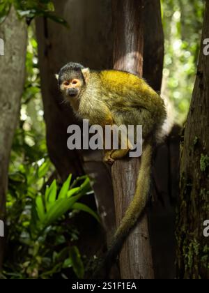 Eichhörnchenaffen mit schwarzem Deckel [Saimiri boliviensis] Stockfoto