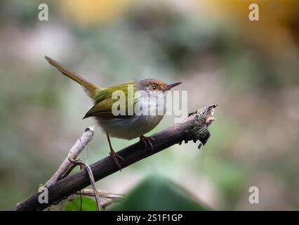 Gewöhnlicher Schwanzvogel, der auf einem Baum sitzt. Dieses Foto wurde aus bangladesch gemacht. Stockfoto