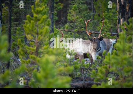 Bedrohte/gefährdete Waldgebiete Caribou (Rangifer tarandus caribou) im Wald im Norden von British Columbia, Kanada in der Nähe von Wolfsschlachtgebieten Stockfoto