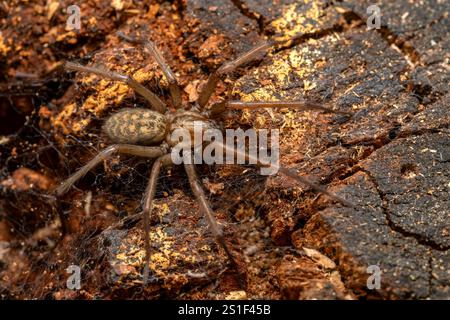 Riesenhausspinne - Eratigena duellica, große braune Trichterweberspinne aus europäischen Wäldern und Gärten, Zlin, Tschechische Republik. Stockfoto