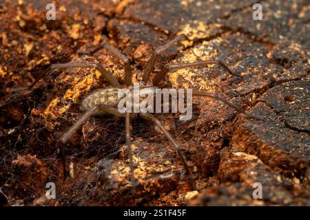 Riesenhausspinne - Eratigena duellica, große braune Trichterweberspinne aus europäischen Wäldern und Gärten, Zlin, Tschechische Republik. Stockfoto