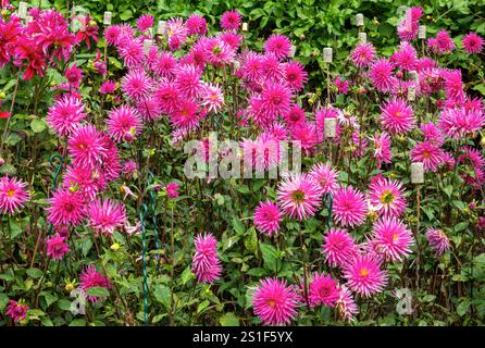 Blühende Dahlien (Dahlien) auf der Insel Mainau, Bodensee, Baden-Württemberg, Deutschland, Europa Stockfoto