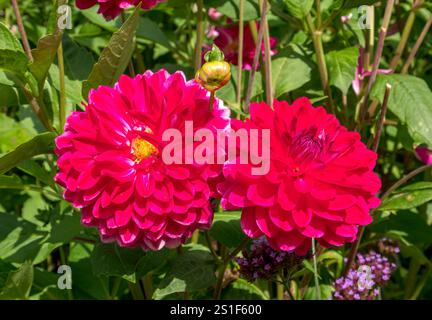 Blühende Dahlien (Dahlien) auf der Insel Mainau, Bodensee, Baden-Württemberg, Deutschland, Europa Stockfoto