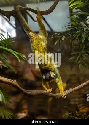 Eichhörnchenaffen mit schwarzem Deckel [Saimiri boliviensis] Stockfoto