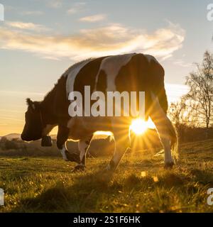 Kidderminster, Großbritannien. Januar 2025. Wetter in Großbritannien: Es ist ein weiterer kalter, frostiger Tag in den Midlands mit viel Wintersonne. Die Temperaturen erreichen trotz Sonnenschein kaum über den Gefrierpunkt. Weidende Rinder genießen den letzten Sonnenschein des Tages, während ein goldener Sonnenuntergang diesen bitterkalten Januartag vervollständigt. Quelle: Lee Hudson/Alamy Live News Stockfoto