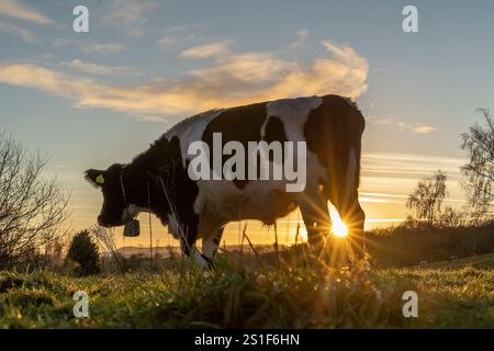 Kidderminster, Großbritannien. Januar 2025. Wetter in Großbritannien: Es ist ein weiterer kalter, frostiger Tag in den Midlands mit viel Wintersonne. Die Temperaturen erreichen trotz Sonnenschein kaum über den Gefrierpunkt. Weidende Rinder genießen den letzten Sonnenschein des Tages, während ein goldener Sonnenuntergang diesen bitterkalten Januartag vervollständigt. Quelle: Lee Hudson/Alamy Live News Stockfoto