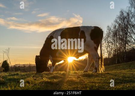 Kidderminster, Großbritannien. Januar 2025. Wetter in Großbritannien: Es ist ein weiterer kalter, frostiger Tag in den Midlands mit viel Wintersonne. Die Temperaturen erreichen trotz Sonnenschein kaum über den Gefrierpunkt. Weidende Rinder genießen den letzten Sonnenschein des Tages, während ein goldener Sonnenuntergang diesen bitterkalten Januartag vervollständigt. Quelle: Lee Hudson/Alamy Live News Stockfoto