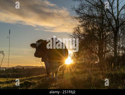 Kidderminster, Großbritannien. Januar 2025. Wetter in Großbritannien: Es ist ein weiterer kalter, frostiger Tag in den Midlands mit viel Wintersonne. Die Temperaturen erreichen trotz Sonnenschein kaum über den Gefrierpunkt. Weidende Rinder genießen den letzten Sonnenschein des Tages, während ein goldener Sonnenuntergang diesen bitterkalten Januartag vervollständigt. Quelle: Lee Hudson/Alamy Live News Stockfoto