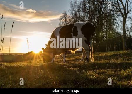 Kidderminster, Großbritannien. Januar 2025. Wetter in Großbritannien: Es ist ein weiterer kalter, frostiger Tag in den Midlands mit viel Wintersonne. Die Temperaturen erreichen trotz Sonnenschein kaum über den Gefrierpunkt. Weidende Rinder genießen den letzten Sonnenschein des Tages, während ein goldener Sonnenuntergang diesen bitterkalten Januartag vervollständigt. Quelle: Lee Hudson/Alamy Live News Stockfoto