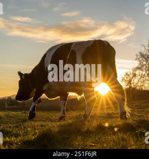 Kidderminster, Großbritannien. Januar 2025. Wetter in Großbritannien: Es ist ein weiterer kalter, frostiger Tag in den Midlands mit viel Wintersonne. Die Temperaturen erreichen trotz Sonnenschein kaum über den Gefrierpunkt. Weidende Rinder genießen den letzten Sonnenschein des Tages, während ein goldener Sonnenuntergang diesen bitterkalten Januartag vervollständigt. Quelle: Lee Hudson/Alamy Live News Stockfoto