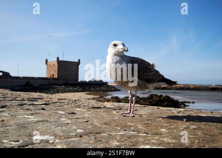 Heringsmöwe an einer Mauer mit Skala du Port im Hintergrund essaouira, marokko Stockfoto