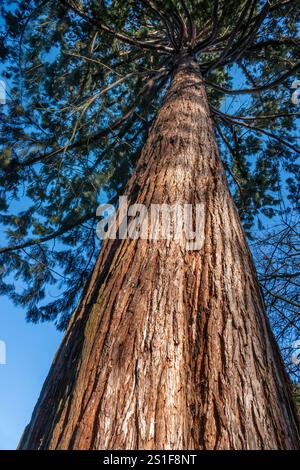 Riesiger Mammutbaum Stockfoto