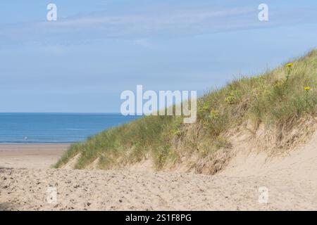 Harlech Wales - 1. August 2024; Düne auf der rechten Seite mit Strandvegetation aus Marramgras und Ragwort gelben Gänseblümchen am malerischen Harlech Beach in North W. Stockfoto