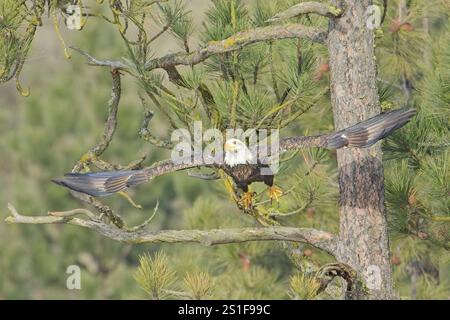 Ein amerikanischer Weißkopfseeadler fliegt von einem Kiefernzweig in Nord-Idaho ab. Stockfoto