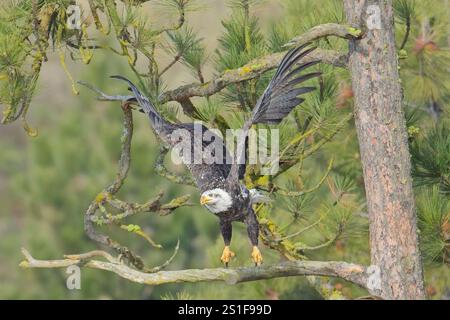 Ein amerikanischer Weißkopfseeadler fliegt von einem Kiefernzweig in Nord-Idaho ab. Stockfoto