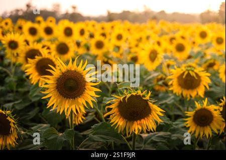 Sonnenblumen auf dem Ackerfeld während des Sonnenlichts am Abend. Stockfoto