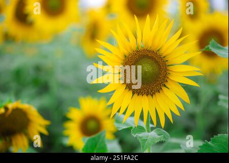 Eine Sonnenblume blühte voll auf dem Bauernhof. Stockfoto