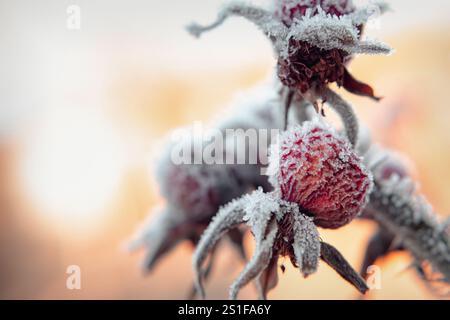 Frosted Rose Hips Glisten im Morgenlicht in einem kühlen Garten im Winter Stockfoto