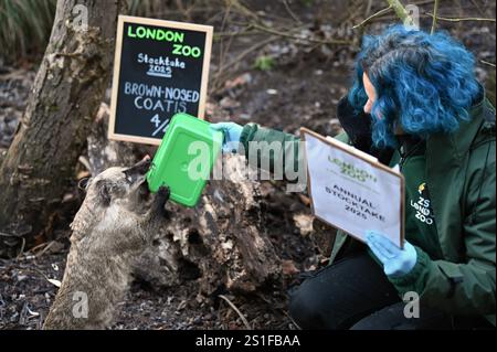 Heute (3. Januar 2025) bereiteten die Tierpfleger des Londoner Zoos ihre Klemmbretter, Taschenrechner und ihr stetiges Zählen vor, als sie begannen, die Tiere bei der jährlichen Bestandsaufnahme des Zoos zu zählen. Die Tierpfleger des Londoner Zoos kümmern sich um mehr als 10.000 einzelne Tiere und sehen sich der Herausforderung gegenüber, jedes Säugetier, jeden Vogel, jedes Reptil und jedes Wirbellose im Zoo zu sammeln – von einer Kolonie neugieriger Humboldt-Pinguine bis hin zu kritisch bedrohten asiatischen Löwen. Stockfoto