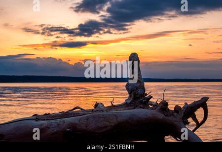 Großer Baumstamm, Treibholz nach einem Gewitter am Ammersee, Sonnenuntergang, Oberbayern, Bayern, Deutschland, Europa Stockfoto