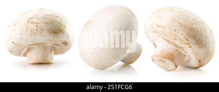 Sekt isoliert auf weißem Hintergrund. Stockfoto