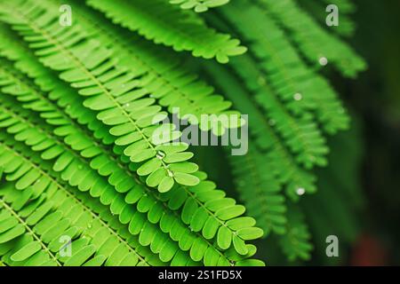 Saftig grüne Blätter fangen Morgentau in einer natürlichen Umgebung mit leuchtenden Farben und Texturen ein Stockfoto