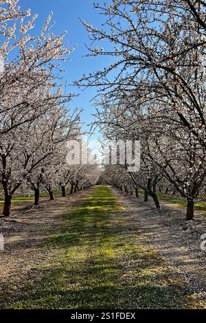 Blühender Mandelgarten an einem sonnigen Frühlingstag mit klarem blauen Himmel Stockfoto