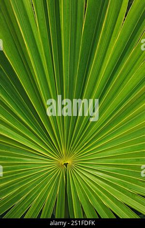 Nahaufnahme einer leuchtend grünen Palmenblattstruktur Stockfoto