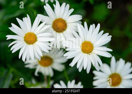 Eine Gruppe weißer Gänseblümchen mit hellgelben Mittelpunkten blüht in einem lebhaften grünen Garten. Die Blumen sonnen sich unter der Sonne und zeigen ihren Feinkost Stockfoto