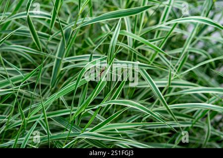Üppiges grünes Laub mit langen, schlanken Blättern mit weißen Streifen. Ein kleines rotes Insekt ist im Gras sichtbar und zeigt die Schönheit der Natur in Stockfoto