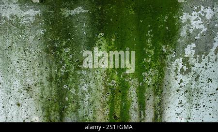 Hintergrund der alten Zementwand mit grünen Schimmelflecken Stockfoto