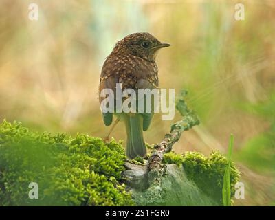 Junger Europäischer rotkehlchen (Erithacus rubecula) oder Rotkehlchen mit guten Federdetails auf Moosstein Cumbria, England, Großbritannien Stockfoto