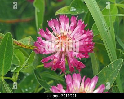 Rosa, rote, malvenfarbene, violette Blütenblätter und charakteristisches grünes Laub von Zigzag-Klee - Trifolium mittelwüchsig wild in Cumbria, England, Großbritannien Stockfoto