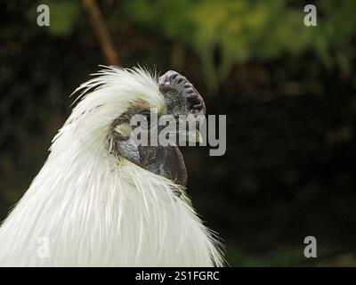 Exotisches weißes Silkie-Huhn oder chinesische Seide in Cumbria, England, Großbritannien Stockfoto