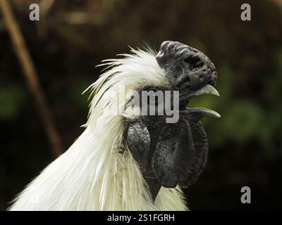 Exotisches weißes Silkie-Huhn oder chinesische Seide in Cumbria, England, Großbritannien Stockfoto
