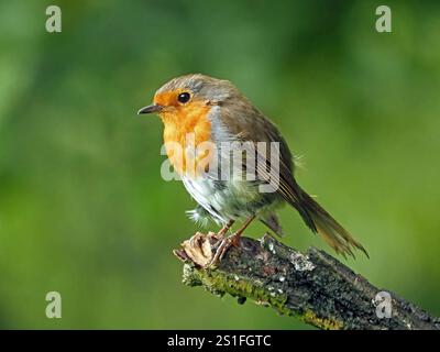 Erwachsener Europäischer rotkehlchen (Erithacus rubecula) oder Rotkehlchen mit guten Federdetails auf totem Zweig in Cumbria, England, Großbritannien Stockfoto
