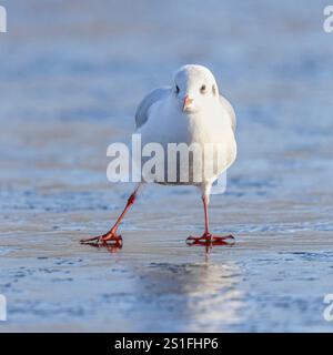 Kidderminster, Großbritannien. Januar 2025. Wetter in Großbritannien: Es ist ein weiterer kalter, frostiger Tag in den Midlands mit viel Wintersonne. Die Temperaturen erreichen trotz Sonnenschein kaum über den Gefrierpunkt. Eine Schwarzkopfmöwe versucht, die eisigen Bedingungen an diesem bitterkalten Januartag in den Griff zu bekommen. Quelle: Lee Hudson/Alamy Live News Stockfoto
