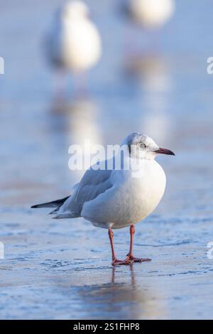 Kidderminster, Großbritannien. Januar 2025. Wetter in Großbritannien: Es ist ein weiterer kalter, frostiger Tag in den Midlands mit viel Wintersonne. Die Temperaturen erreichen trotz Sonnenschein kaum über den Gefrierpunkt. Eine Schwarzkopfmöwe versucht, die eisigen Bedingungen an diesem bitterkalten Januartag in den Griff zu bekommen. Quelle: Lee Hudson/Alamy Live News Stockfoto
