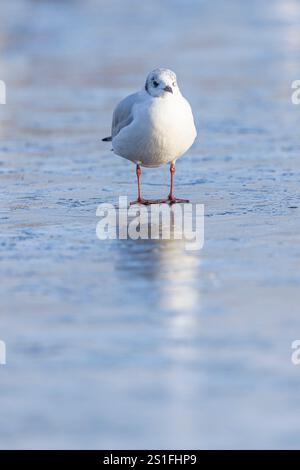 Kidderminster, Großbritannien. Januar 2025. Wetter in Großbritannien: Es ist ein weiterer kalter, frostiger Tag in den Midlands mit viel Wintersonne. Die Temperaturen erreichen trotz Sonnenschein kaum über den Gefrierpunkt. Eine Schwarzkopfmöwe sieht etwas verwirrt aus, wo das Wasser hingegangen ist, da der Pool im Park völlig friert. Quelle: Lee Hudson/Alamy Live News Stockfoto