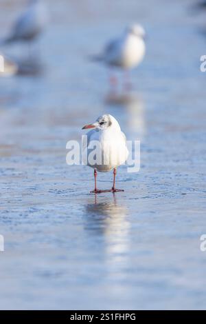 Kidderminster, Großbritannien. Januar 2025. Wetter in Großbritannien: Es ist ein weiterer kalter, frostiger Tag in den Midlands mit viel Wintersonne. Die Temperaturen erreichen trotz Sonnenschein kaum über den Gefrierpunkt. Eine Schwarzkopfmöwe sieht etwas verwirrt aus, wo das Wasser hingegangen ist, während der Pool im Park friert. Quelle: Lee Hudson/Alamy Live News Stockfoto