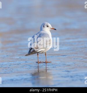 Kidderminster, Großbritannien. Januar 2025. Wetter in Großbritannien: Es ist ein weiterer kalter, frostiger Tag in den Midlands mit viel Wintersonne. Die Temperaturen erreichen trotz Sonnenschein kaum über den Gefrierpunkt. Eine Schwarzkopfmöwe sieht etwas verwirrt aus, wo das Wasser hingegangen ist, während der Pool im Park friert. Quelle: Lee Hudson/Alamy Live News Stockfoto