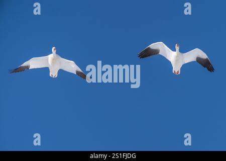 Zwei Schneegänse fliegen vor blauem Himmel Stockfoto