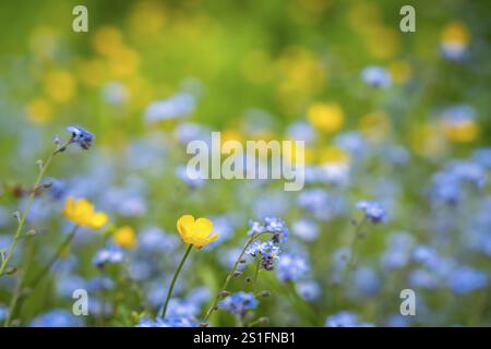 Gelbe Butterblumen (Ranunkulus acris) und wild blau blühende Vergissmeinnots (Myosotis) auf einer Wiese. Konzentriere dich auf eine gelbe Blume im Vordergrund, Blume Stockfoto