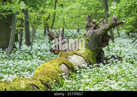 Heller Wald mit Laubbäumen und weiß blühendem WildKnoblauch (Allium ursinum). Ein entwurzelter Baumstamm, bedeckt mit Moos. Kein Himmel. Rhein-Neckar-Div Stockfoto